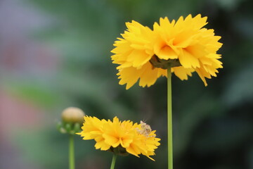 yellow flower in the garden