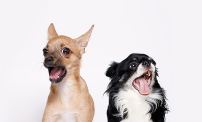 Funny smiling dogs on white background. Lovely fluffy puppies of chihuahua. Free space for text.