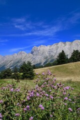 Chardons en montagne