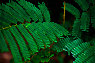 fern leaves
