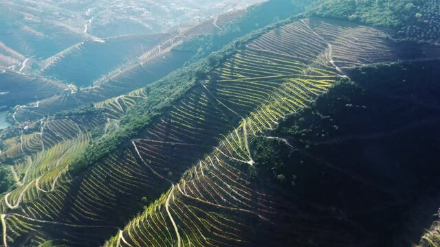Aerial vie of endless lines of vineyards growing on mountain hills of Peso da Regua, Vila Real, Portugal, Europe. Overhead shot of terraced lands with grape plants in rural area, 4k footage