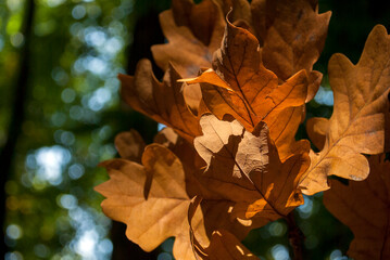 Yellow oak leaves against the sun in the park on blurred nature background. Nature autumn background