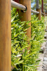 bamboo fence and green grass