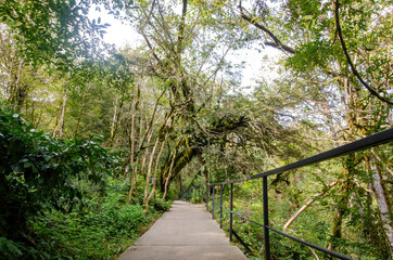 Obraz premium path in the park