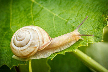 Close-up view of snail on green leaf.