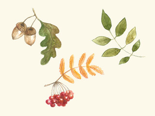 Set of watercolor autumn leaves, acorn, oak, mountain-ash