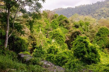 green forest in the mountains