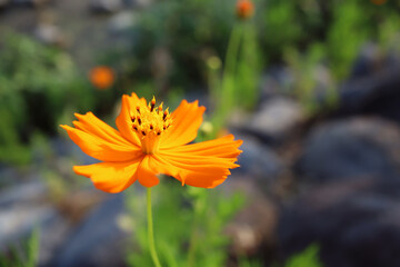 キバナコスモス　夏