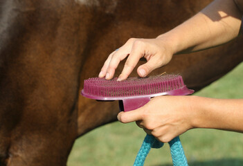 Girl cleans the brush after groom horse