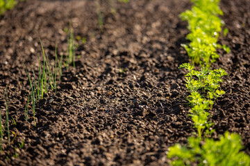 Jeunes plants de carottes en terre dans un jardin potager.