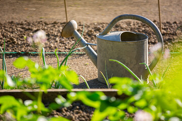 Petit jardin potager, agriculture et arrosoir au printemps. © Thierry RYO