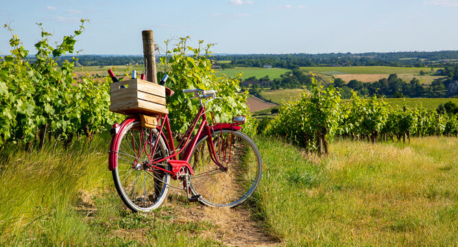 Vieux vélo rouge dans les vignes après les vendanges en France.