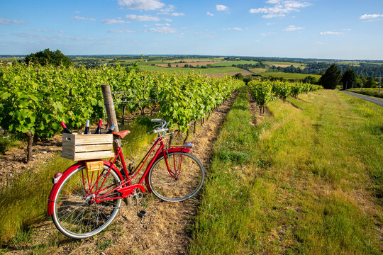 Paysage de vignoble en France et vieux vélo rouge en campagne.