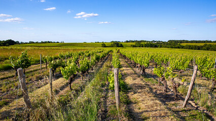 Fototapeta na wymiar Paysage de vigne, vignoble en France avant les vendanges.