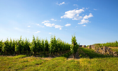 Fototapeta na wymiar Paysage de vignes dans un vignoble à l'automne.