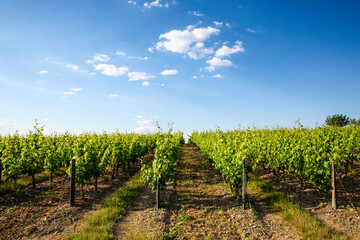 Fototapeta na wymiar Paysage et vigne au printemps pour la récolte du raisin et la fabrication du vin.