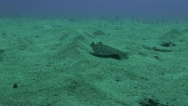 Flounder fish underwater on sandy bottom of volcanic origin in Atlantic ocean. Camouflage grey color of flounder fish, plaice, flatfish on seabed of La Palma Canary Islands. Undersea world.