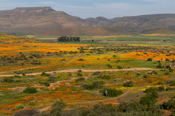 Panoramic view of beautiful wild flowers in full bloom with mountains in the background in Namaqualand, South Africa