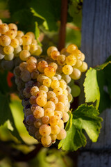 Grappe de raisin blanc dans les vignes avant les vendanges.