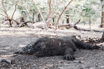 A rare komodo dragon laying on the ground on Komodo Island Labuan Bajo Indonesia