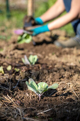 Jardinier dans son jardin potager en train de planter des choux dans la terre.