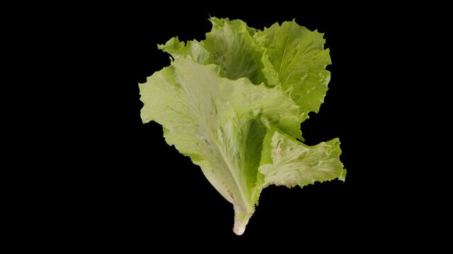 Lettuce spin and float - isolated on black, neutral gray or white. Fresh  vegetable rotate in seamless loop for compositing projects - alpha channel included.