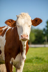 Bien être animal, vache heureuse dans les champs en pleine nature.
