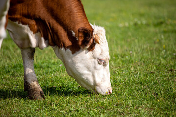 Vache laitière de type Normande broutant l'herbe verte en campagne.