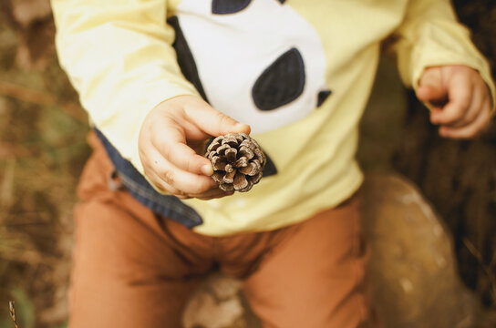 Hand Of Child With Pine Tree Of The Forest. Autumn Colors