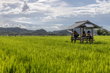 Fototapeta premium tiny house in the rice field