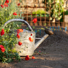Arrosoir dans un joli jardin potager au printemps. © Thierry RYO
