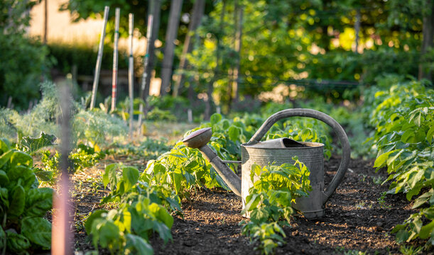 Arrosoir dans un jardin potager au printemps.