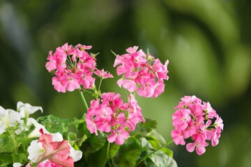 Fresh beautiful blooming flower green leaf background.