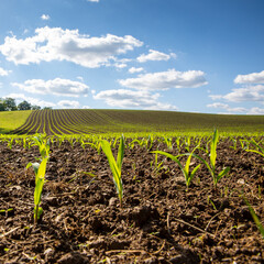 Paysage agricole, culture du maïs en campagne.