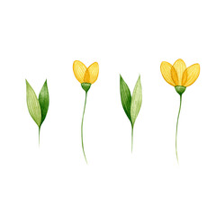 Watercolor illustration of a green leaves and flower. Hand made character. Leaf isolated on white background. Watercolor hand-drawn illustration. Wedding decor.