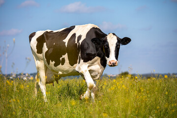 Vache laitière en campagne au milieu de l'herbe et des fleurs.
