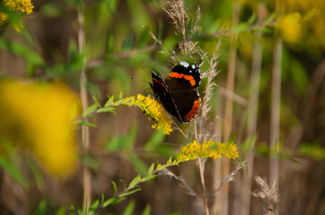 Red Admiral butterfly sits on yellow wildflowers with copy space. Natural background. Bright...