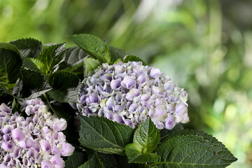 Beautiful hortensia plant with light flowers outdoors, closeup