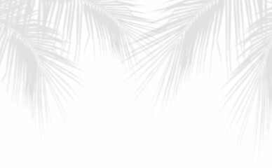 shadow of palm leaves on white cement wall background