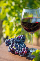 Verre de vin rouge au soleil et grappe de raisin noir dans les vignes.