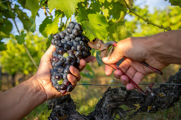 Main du viticulteur récoltant le raisin noir dans les vignes durant les vendanges en France.