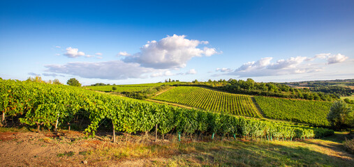 Fototapeta premium Paysage d'un vignoble en Anjou dans les coteaux du Layon en France.