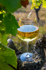 Verre de vin blanc dans les vignes après les vendanges.