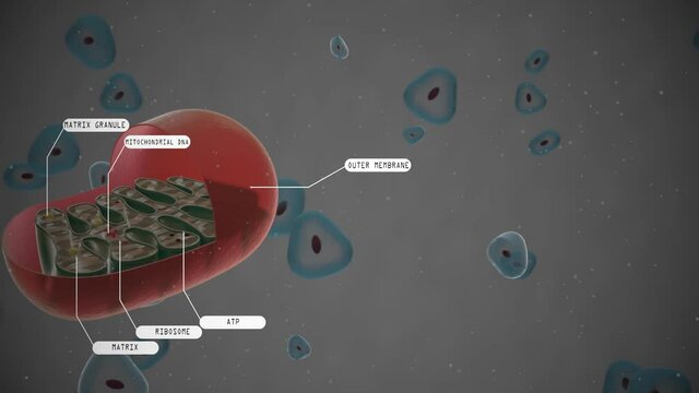  Mitochondrion presentation in a cell simulation with callout menus.