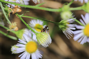 natural leafhopper assassin bug insect photo