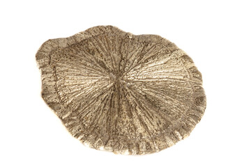 Macro mineral stone Pyrite Dollar on a white background