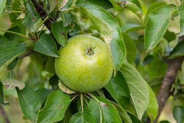 branch of ripe apples on a tree in a garden