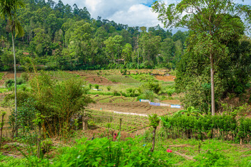 Local household in Sri Lanka. A green vegetable garden with even beds