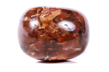 Macro mineral stone ground petrified tree on white background