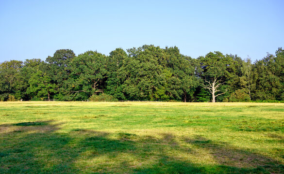 View across Hayes Common in Hayes, Kent. Sunlight and shadows on the grass in the late afternoon with trees and clear blue sky. Hayes Common is in the Borough of Bromley (Greater London), Kent, UK.
